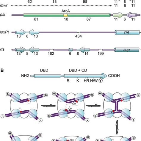 Formation Of Plasmid Dimers And Their Stability In The Cell A Dimers