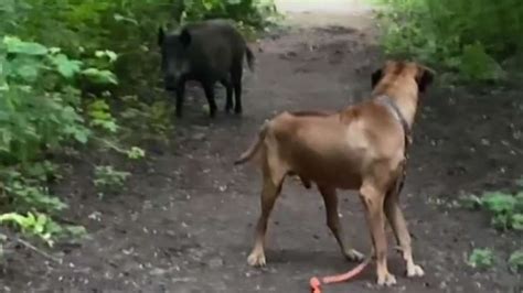 Hund Trifft Auf Wildschwein Wie Verh Lt Man Sich Richtig