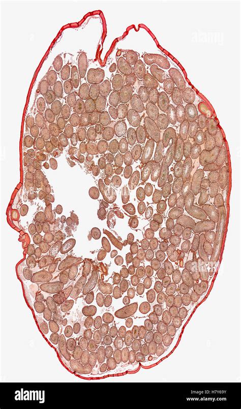 Microscopic Detail Showing A Cross Section Of A Testicle From A Rat