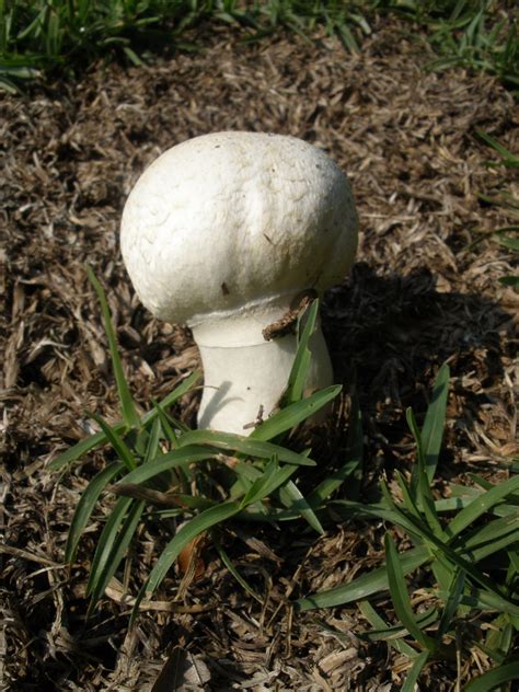 MARIETTE'S BACK TO BASICS: {Edible Agaricus Campestris or Meadow Mushroom}