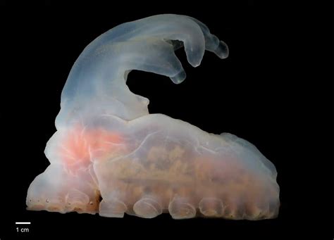 5 000 New Species Identified At Site Of Planned Deep Sea Mine Sports