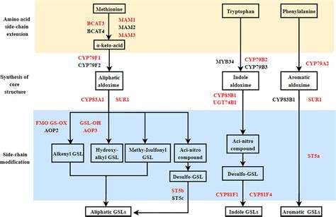 Frontiers Analysis Of Glucosinolate Content And Metabolism Related