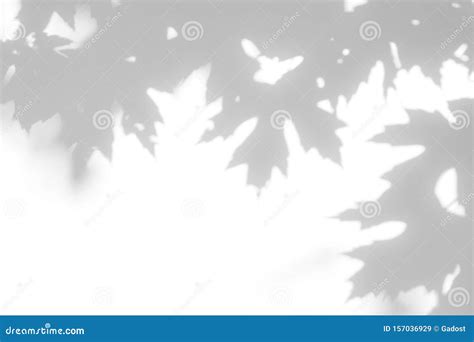 Gray Shadow Of The Leaves On A White Wall Stock Image Image Of Effect