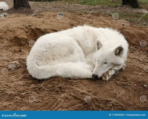 A sleeping wolf stock image. Image of wild, wolf, white - 179443425