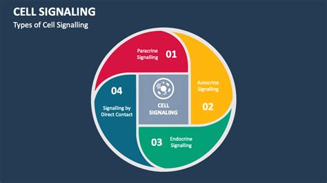 Cell Signaling PowerPoint and Google Slides Template - PPT Slides