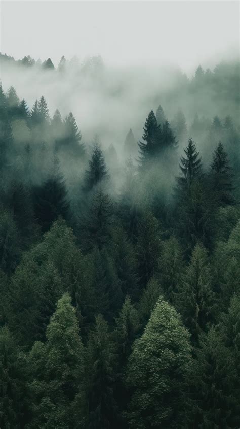 Nature Wallpaper Aesthetic