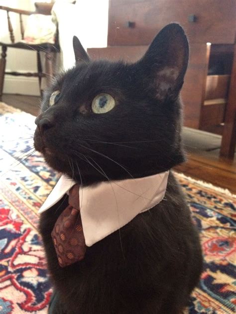 The Gentleman Cat Business Cat Cats Cute Cats