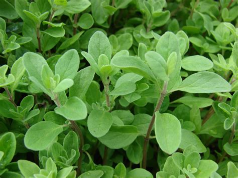 Sweet Marjoram Seed Urban Farmer