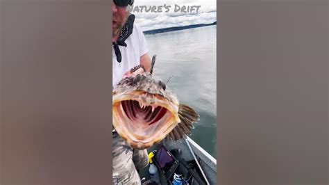 Lingcod Vertical Jigging South Puget Sound Bottom Fishing X Crippled