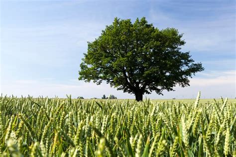 Un Roble Solitario Que Crece En Un Campo Con Cereales Un Campo