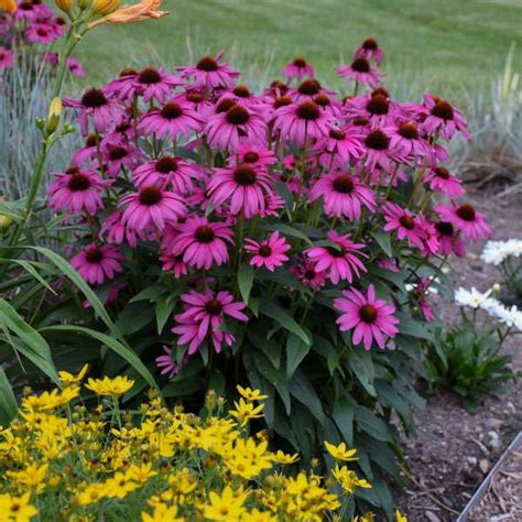 Echinacea Purple Emperor Farmfield Greenhouses Carl Broggi Hwy