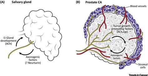 Neuronal Activity In Ontogeny And Oncology Trends In Cancer