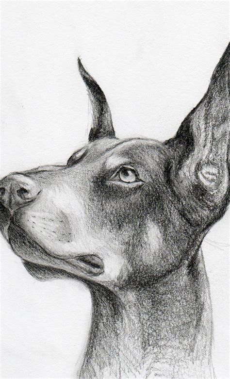 Doberman By Shangailily On Deviantart