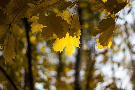 Hojas De Arce Amarillas Coloridas En El árbol En Otoño Arce De La