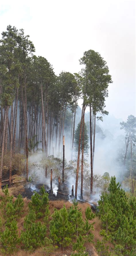 Nova Friburgo Ter Plano De Conting Ncia Para Combater Queimadas