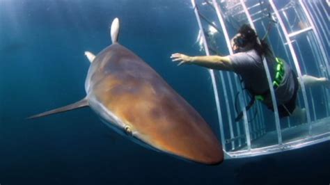 Discovery Channel Kicks Off Shark Week Video - ABC News