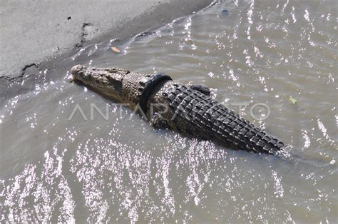 Buaya Masih Terjerat Ban Antara Foto