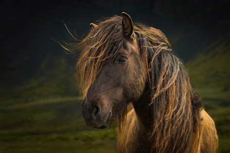 Horse HD wallpaper | animals | Wallpaper Better