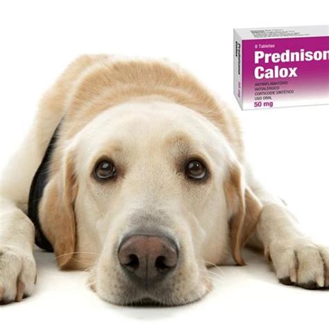 What Are The Side Effects Of Prednisolone In Dogs