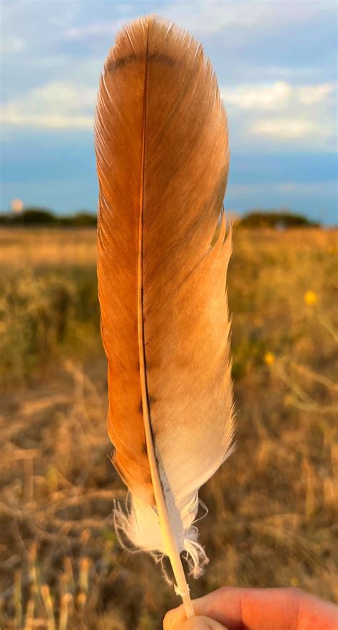 Red Tailed Hawk Feathers