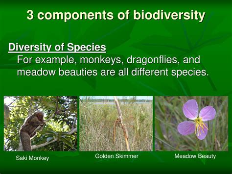 Biodiversity Who Cares Ppt Download