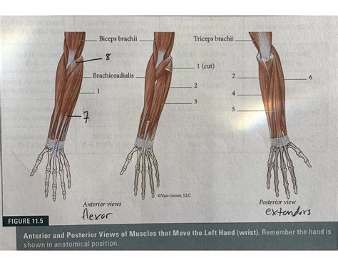 Muscles that move the wrist Quiz