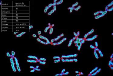 CARYOTYPE HUMAIN Caryotype humain Encyclopædia Universalis