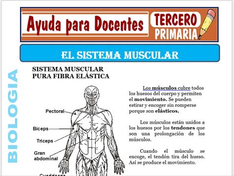 Arriba 62 Imagen Modelo Del Sistema Muscular Abzlocalmx