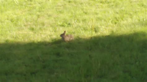 Rabbits In The Backyard May 8th 2020 Mah00003 5 Youtube