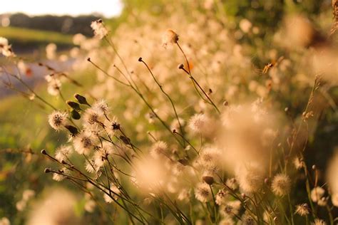 Dandelion Flowers Seeds Seed Free Photo On Pixabay Pixabay