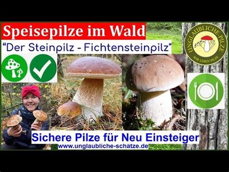 Der Steinpilz Im Portr T Der Beliebteste Speisepilz F R Neueinsteiger