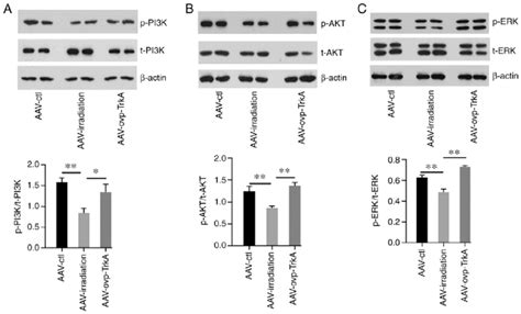 Downstream Signaling Molecules Of Trka After Aav Trka Expression Pi K