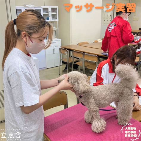 大阪動物専門学校天王寺校【公式】 On Twitter ペットショップandセラピーコースの1年生の実習風景です。マッサージではワンちゃんの