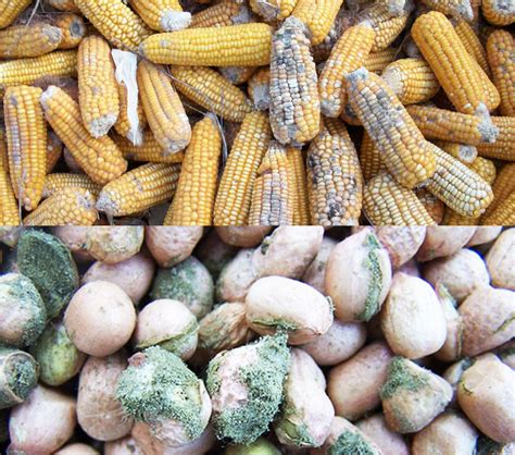 What Fungi Produce Aflatoxin Groundnut Academy