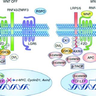 Targeting Lgr In Colorectal Cancer Wnt Signaling Pathway Plays An