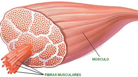 Las Fibras Musculares Fisiomorfosis