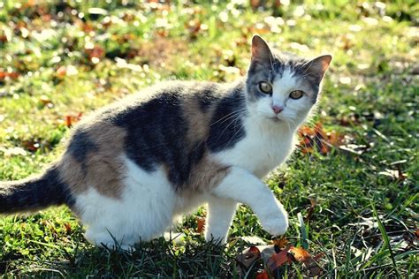 Mi gato está muy delgado Qué le ocurre Qué puedo hacer Experto Gatuno