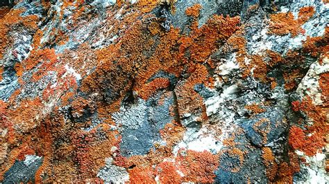 Orange Lichen Lichen Nature Rock Hd Wallpaper Peakpx