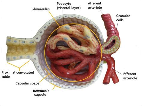 Image Renal Corpuscle For Term Side Of Card Medical Laboratory Science