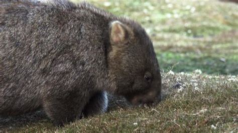 292 Wombat Stock Video Footage - 4K and HD Video Clips | Shutterstock