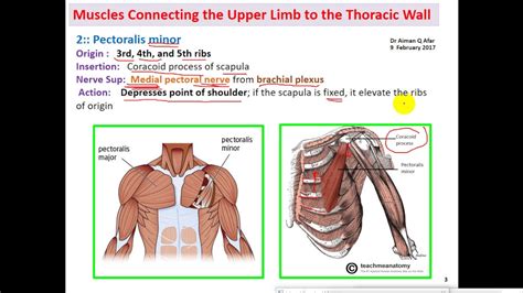 Anatomy Dr Ayman Upper Limb Muscles 1 Thoracic Vertebral Scapular تشريح Youtube