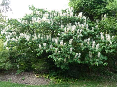 Bottlebrush Buckeye | Plant Profile | Sylvan Gardens Landscape Contractors