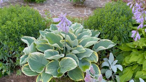 ХОСТЫ ПО НОМЕРАМ. ОБЗОР ХОСТ ДЛЯ СОСТАВЛЕНИЯ КАТАЛОГА. - YouTube