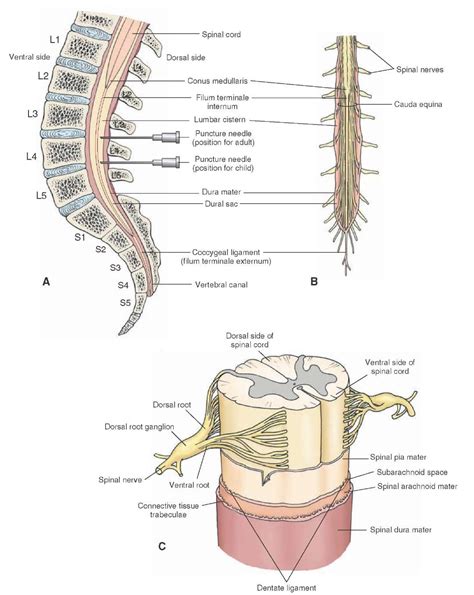 Meninges And Cerebrospinal Fluid Gross Anatomy Of The Brain Part 1