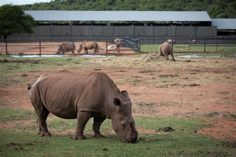 La Caza Furtiva De Rinocerontes Aument En En Sud Frica