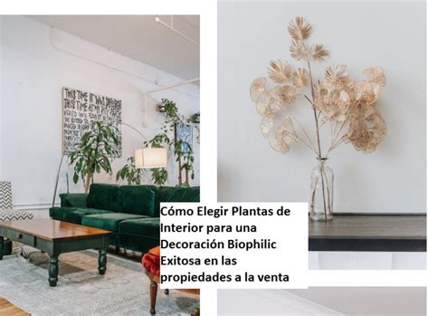 C Mo Elegir Plantas De Interior Para Una Decoraci N Biophilic Exitosa