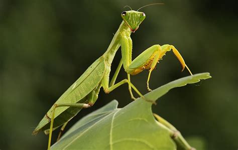 Bug Fact The Praying Mantis Covenant Pest Control