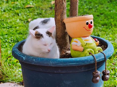 Chaton Dans Un Pot Puzzle En Ligne