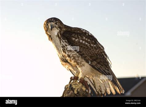 Juvenile Red Tailed Hawk Buteo Jamaicensis Perched On A Pole Waiting