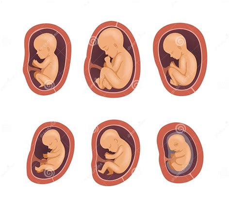 Process Of Fetal Development Or Embryological Stage Vector Set Stock